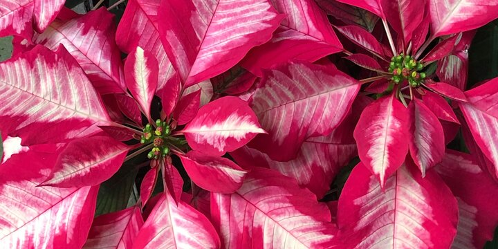 bright pink and white poinsettia plants