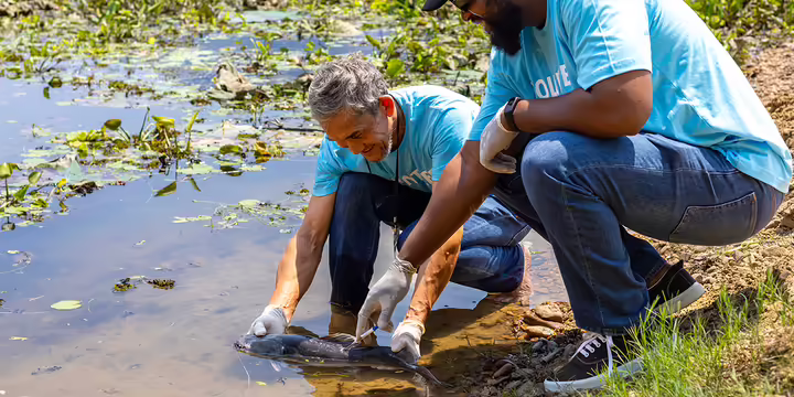 two men with gloves examine a fish in shallow water on a shoreline
