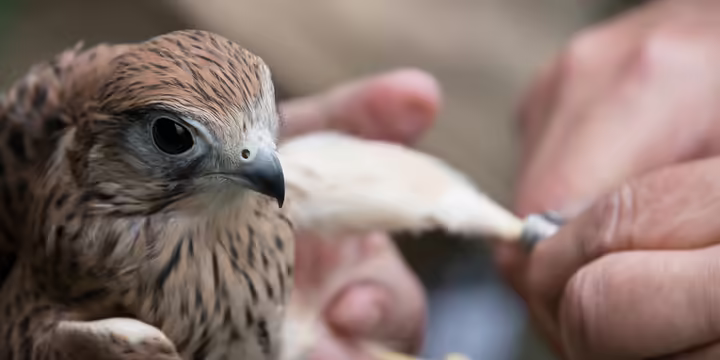 a bird of prey being held and banded on its foot with a metal band