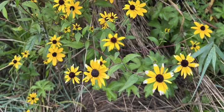 yellow black eyed susan flowers