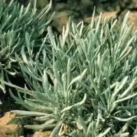 lavender herb plant