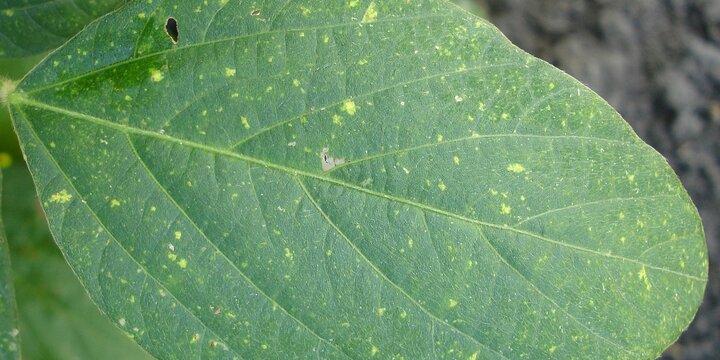 Diseased leaf