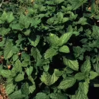 lemon balm 