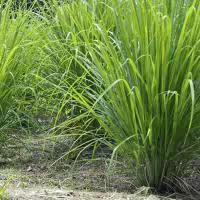 Lemon Grass herb plant