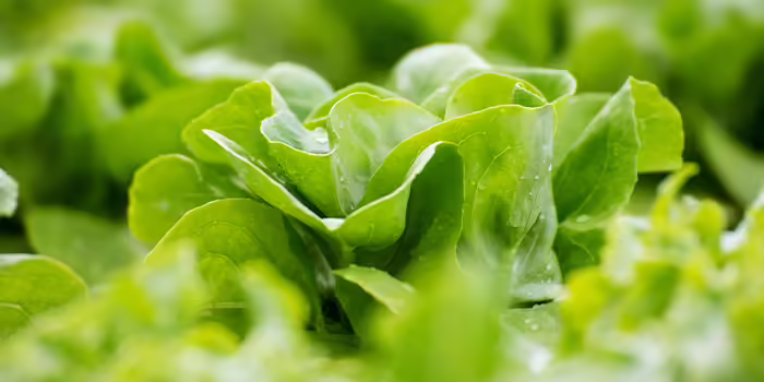 close up of green leaf lettuce