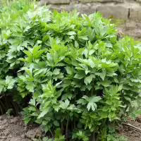 Lovage herb plant
