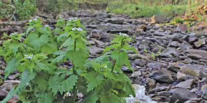 a green plant with white flowers