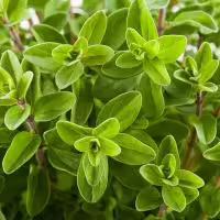 Sweet Marjoram herb plant