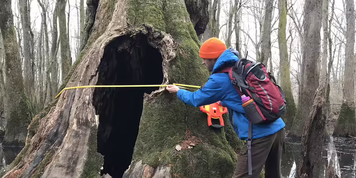  A man uses a tape measure around the base of a tree