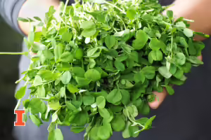 microgreens