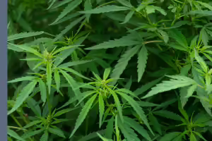 industrial hemp leaves