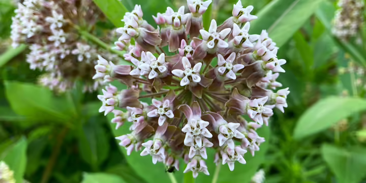 milkweed plant