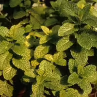 mint herb plant