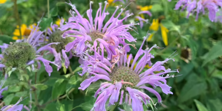 Pink bee balm flowers
