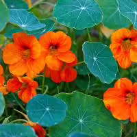 Nasturium herb plant