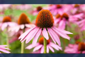 coneflower