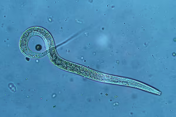 nematode