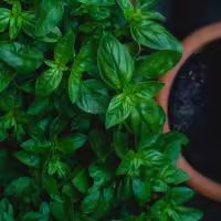 oregano herb plant