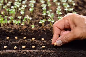 planting seeds and small plants