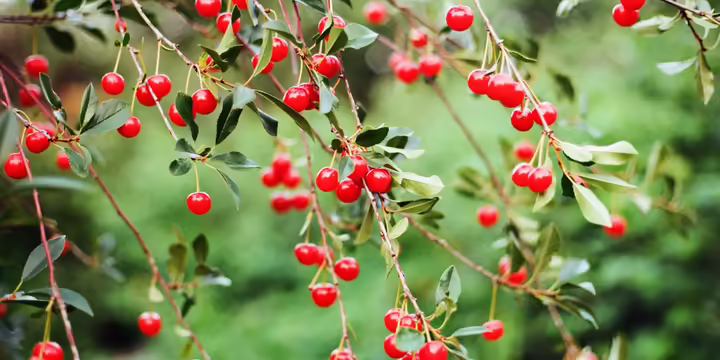 cherries on tree