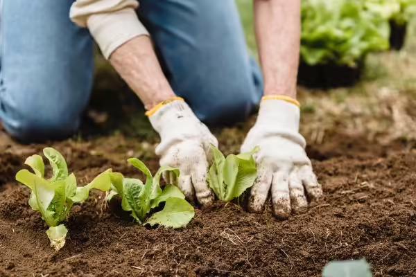 Plants in soil in a garden
