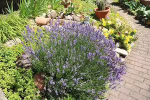 drought tolerant plants