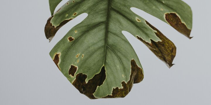 green plant leaf with brown spots
