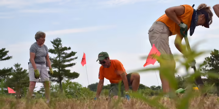 native plants planting