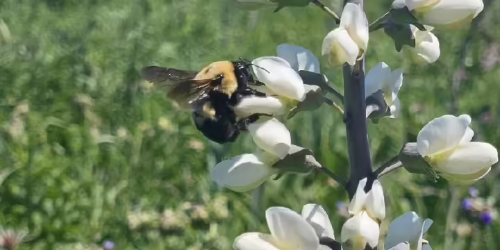 prairie plant with a honey bee driking its nectar