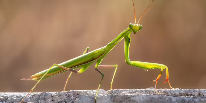Green praying mantis insect