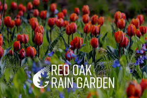 flowers in the rain garden