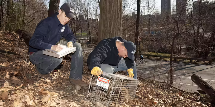 Two men capture an animal in a cage with a city in the background