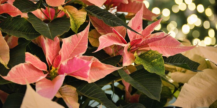 pink poinsettia plants in front of a lit tree