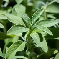 sage plant