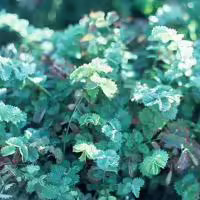 Salad Burnet herb plant