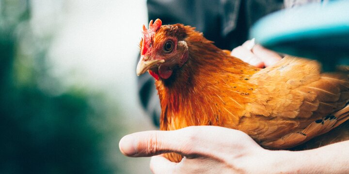 close up of a person holding a red chicken