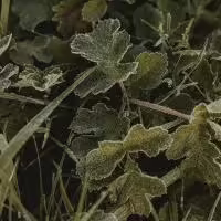 Scented Geranium herb plant