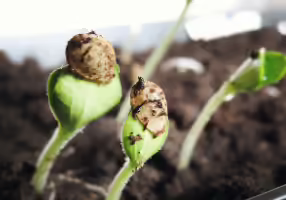 seedlings pushing through dirt 