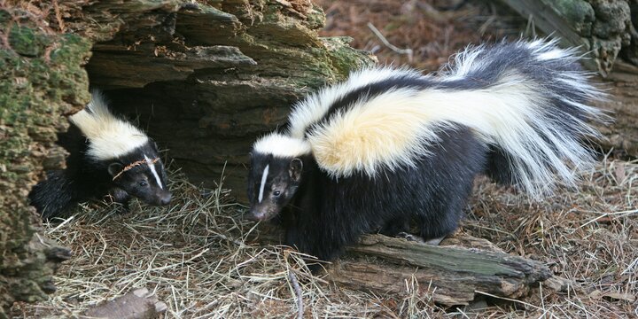 two skunk in a den