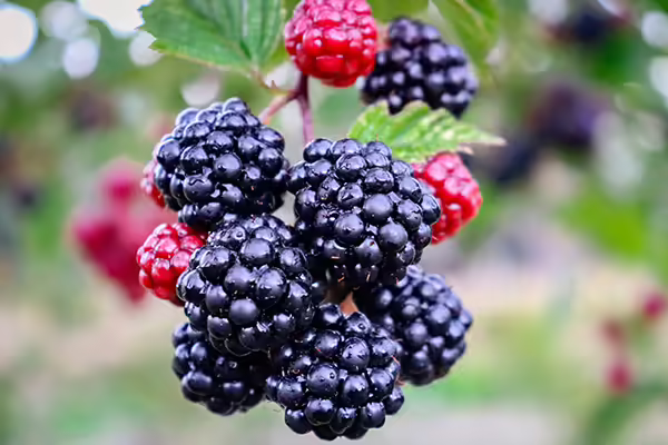 blackberries on plant