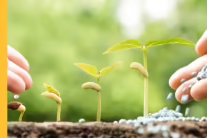 stages of soybean growth