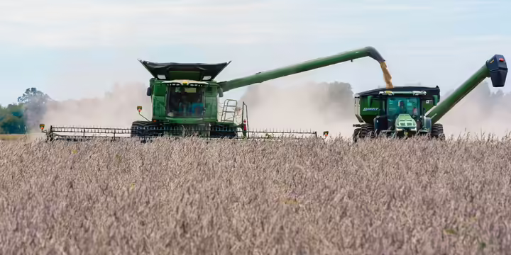 soybean picker harvesting field