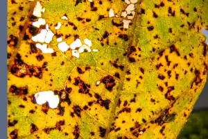 reddish brown soybean rust on a soybean leaf