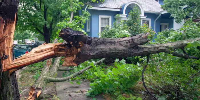 tree cracked from storm, blue house in background
