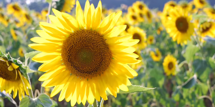 sunflower