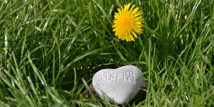 heart-shaped rock in grass with dandelion