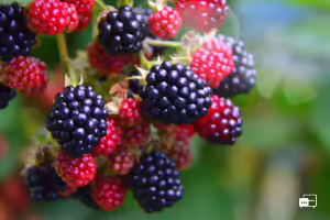 red and blue raspberries