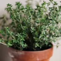 thyme herb plant