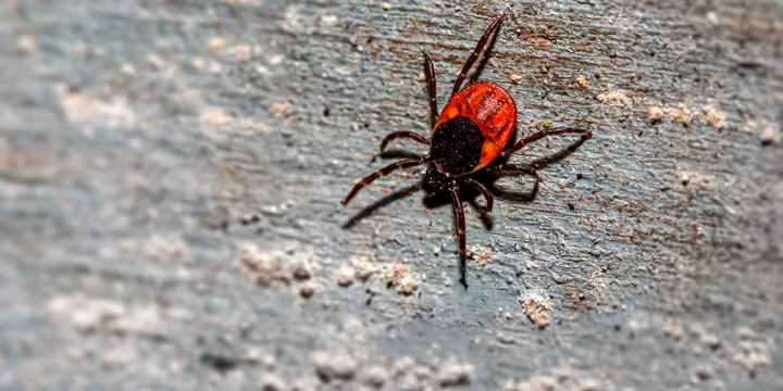 TICK ON BARK