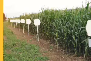 corn test plot